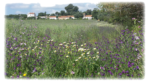 Wild flowers on the estuary walk