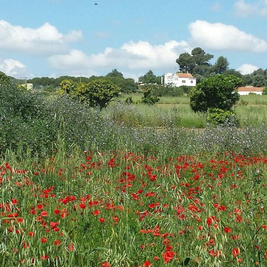 Wild flowers on the estuary walk